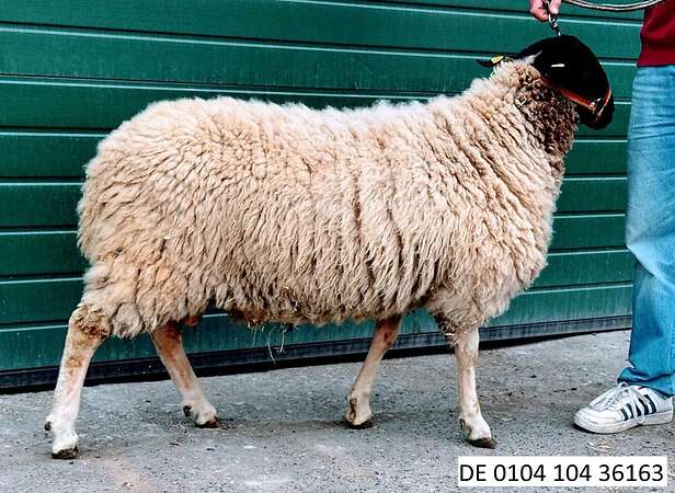 Gekörter Rhönschaf(e)bock - WK I - 8/8/8 - Bild 3