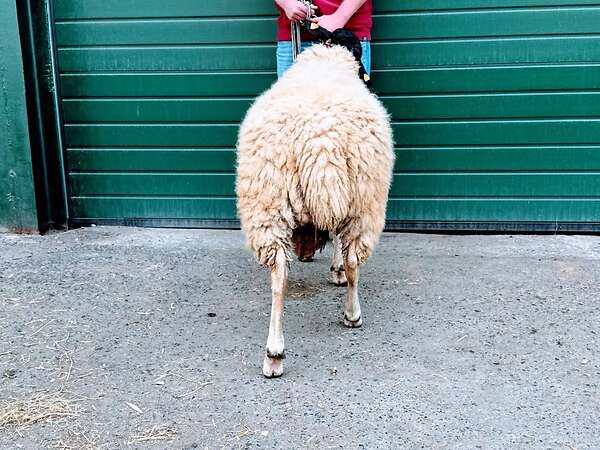 Gekörter Rhönschaf(e)bock - WK I - 8/8/8 - Bild 4
