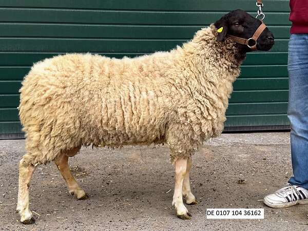 Gekörter Rhönschaf(e)bock - WK I - 8/7/7 - Bild 1