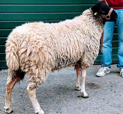 Gekörter Rhönschaf(e)bock - WK I - 8/7/7 - Bild 2