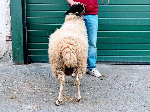 Gekörter Rhönschaf(e)bock - WK I - 8/7/7 - Bild 3