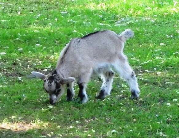 5 junge Ziegenböcke (01/2026 & 02/2026) & 1 junge Zicke (01/2026) zu verkaufen - Bild 1