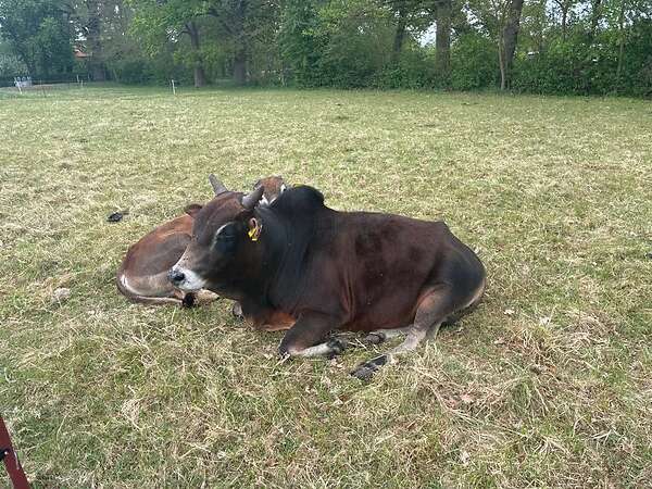 Wunderschöner Zwerg-Zebu Bulle zu verkaufen
