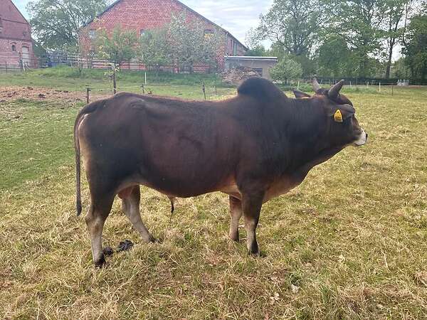 Wunderschöner Zwerg-Zebu Bulle zu verkaufen - Bild 2