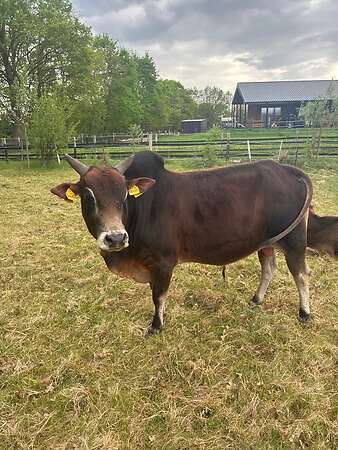 Wunderschöner Zwerg-Zebu Bulle zu verkaufen - Bild 3