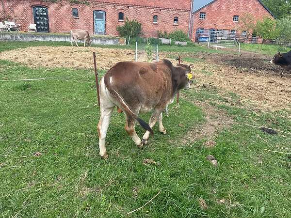 Einjähriger sehr zahmer Jungbulle - Reserviert - Bild 1