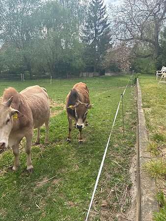 Einjähriger sehr zahmer Jungbulle - Reserviert - Bild 2