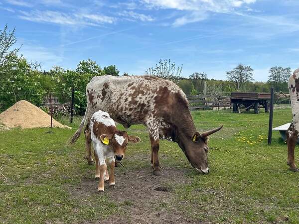 Texas Longhorn - Bild 1
