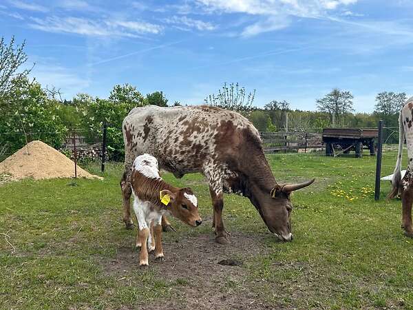 Texas Longhorn - Bild 2