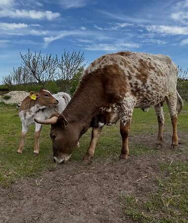 Texas Longhorn - Bild 3