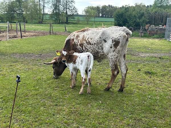 Texas Longhorn - Bild 8
