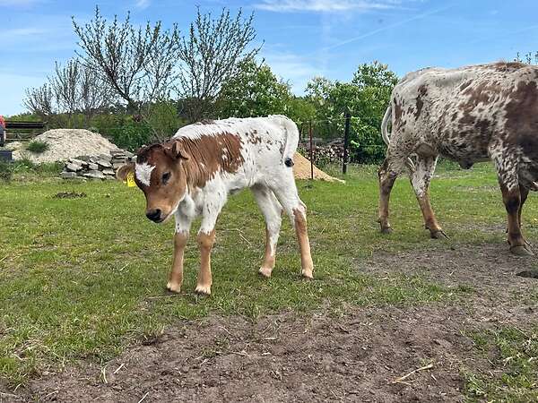 Texas Longhorn - Bild 9