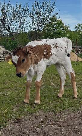 Texas Longhorn - Bild 10