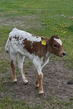 Texas Longhorn - Bild 11
