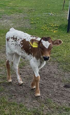 Texas Longhorn - Bild 12