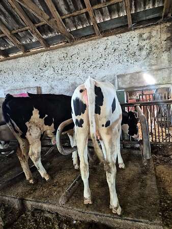 HF Rinder Tragend mit Herdbuch - Bild 2