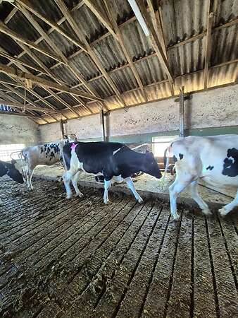 HF Rinder Tragend mit Herdbuch - Bild 4