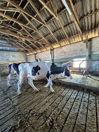 HF Rinder Tragend mit Herdbuch - Bild 3
