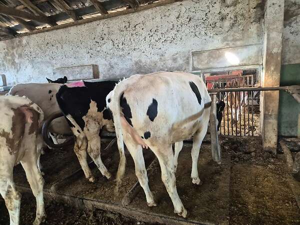 HF Rinder Tragend mit Herdbuch - Bild 1