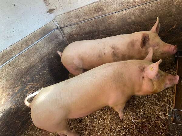 Mastschweine abzugeben - Bild 1