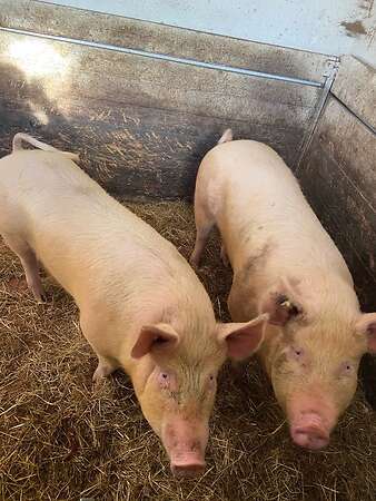 Mastschweine abzugeben - Bild 2