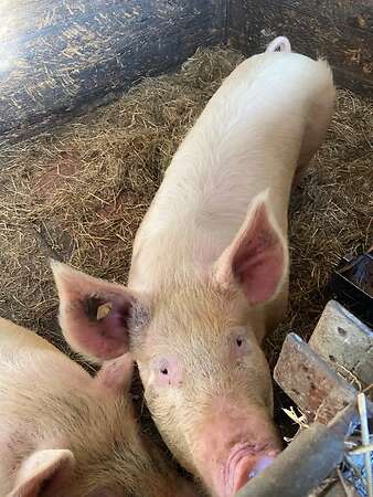 Mastschweine abzugeben - Bild 3