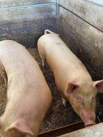 Mastschweine abzugeben - Bild 4