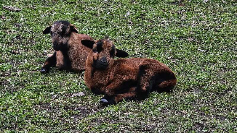 Jungbock Apr26 - Bild 1