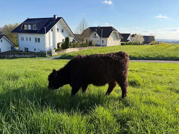 Rind black Galloway - Bild 1