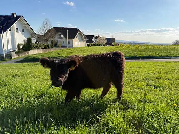 Rind black Galloway - Bild 2