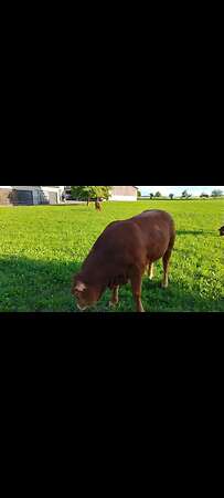 Jungbullen Limousin - Bild 1