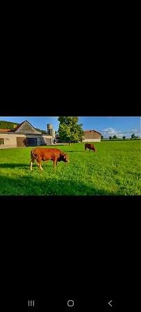 Jungbullen Limousin - Bild 2