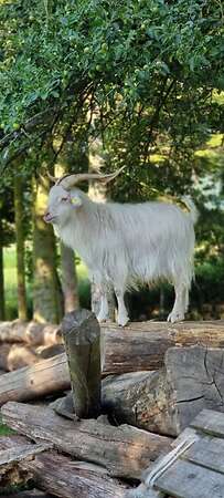 Kaschmir Ziegen Bock - Bild 2