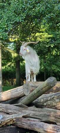 Kaschmir Ziegen Bock - Bild 3