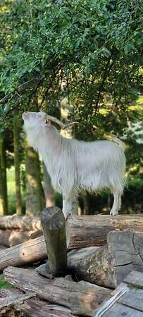 Kaschmir Ziegen Bock - Bild 4