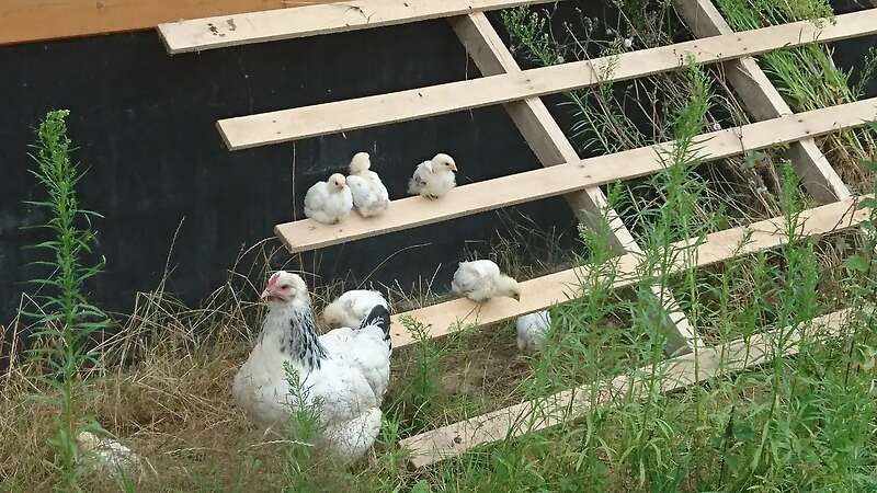 Bruteier großes Sundheimer Huhn, rasserein aus Hobbyzucht