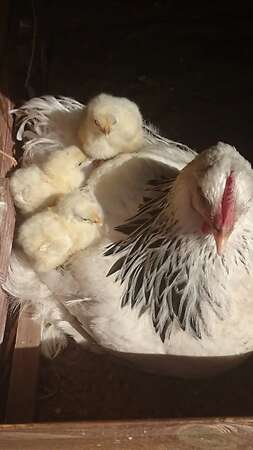Bruteier großes Sundheimer Huhn, rasserein aus Hobbyzucht - Bild 2