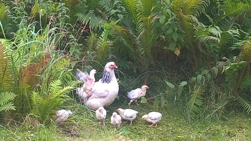 Bruteier großes Sundheimer Huhn, rasserein aus Hobbyzucht - Bild 3