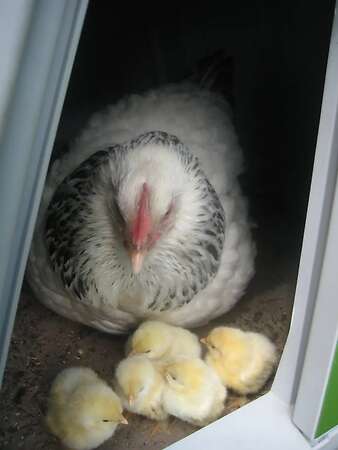 Bruteier großes Sundheimer Huhn, rasserein aus Hobbyzucht - Bild 4