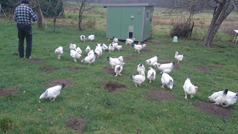 Bruteier großes Sundheimer Huhn, rasserein aus Hobbyzucht - Bild 5