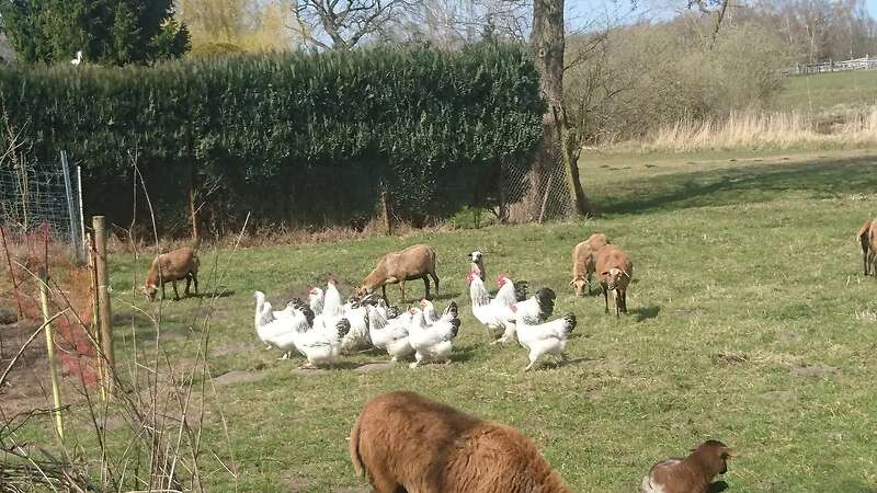 Bruteier großes Sundheimer Huhn, rasserein aus Hobbyzucht - Bild 6