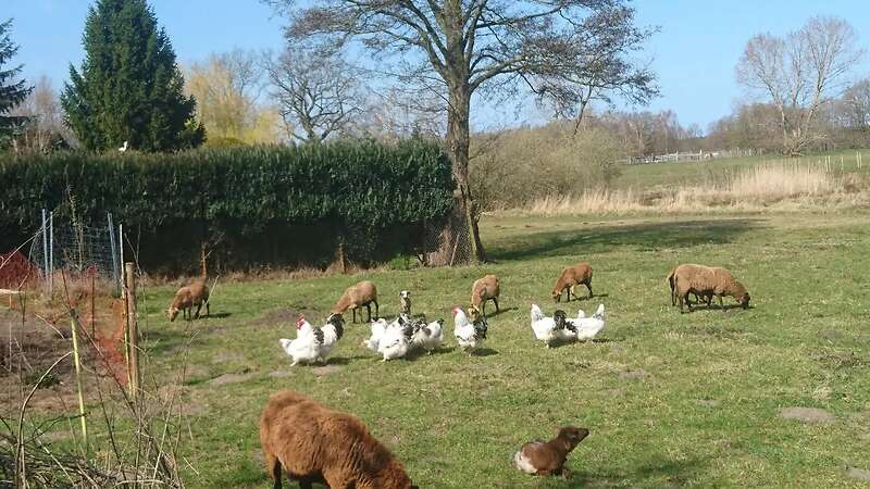 Bruteier großes Sundheimer Huhn, rasserein aus Hobbyzucht - Bild 7
