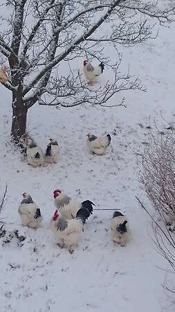 Bruteier großes Sundheimer Huhn, rasserein aus Hobbyzucht - Bild 9