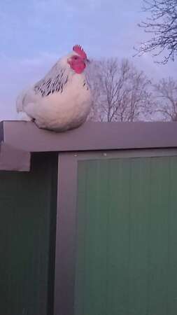 Bruteier großes Sundheimer Huhn, rasserein aus Hobbyzucht - Bild 10
