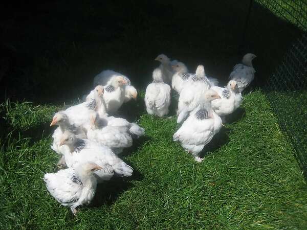 Bruteier großes Sundheimer Huhn, rasserein aus Hobbyzucht - Bild 11