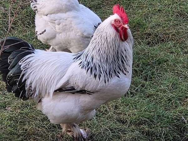 Bruteier großes Sundheimer Huhn, rasserein aus Hobbyzucht - Bild 12