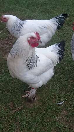 Bruteier großes Sundheimer Huhn, rasserein aus Hobbyzucht - Bild 13