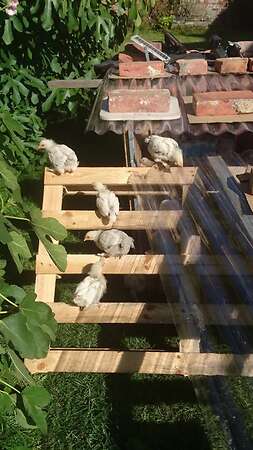 Bruteier großes Sundheimer Huhn, rasserein aus Hobbyzucht - Bild 14