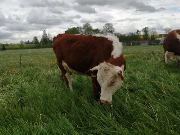 Hereford Färsen - Bild 2