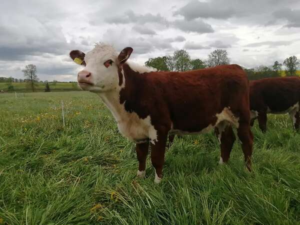 Hereford Färsen - Bild 3